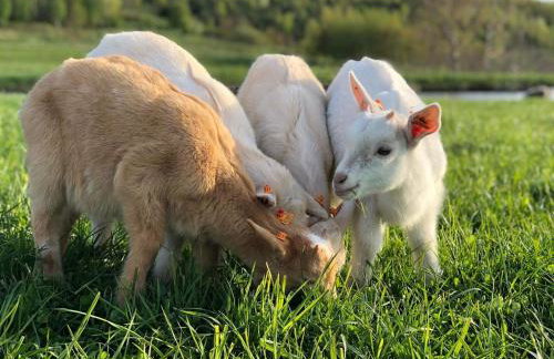 Rancho „Czajone na pigwowcu” - Foto 30