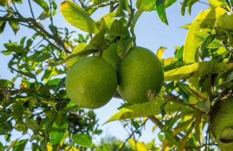 Dream Dip - Heater Pool and Spa - Clost to Disney - Foto 20