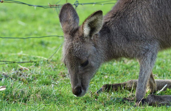 Halls Haven Holiday Units - Foto 25