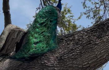 Peacock Pool House & Hot Tub Clearwater beaches - Foto 20