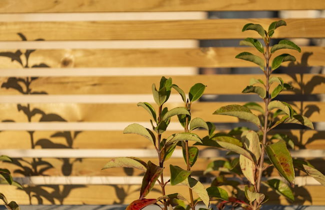 Maryflower Premium Apartments Piraeus - Foto 3