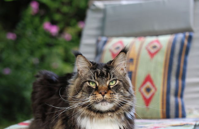 La casa Arancione - Foto 48