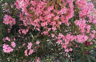 Casa Reina - Foto 30