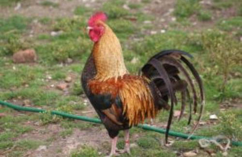 Fewo 13 Ferienwohnung Ziegenheim auf dem Bauernhof - Foto 10