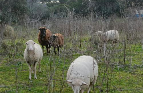 Appt neuf 2-4 pers avec loggia - Piscine chauffée - Bord de mer - Corse du Sud- Bonifacio - Foto 40