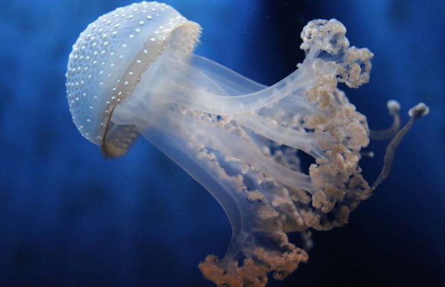 Entrada al Acuario de Génova + Paseo en barco con avistamiento de cetáceos - Foto 1