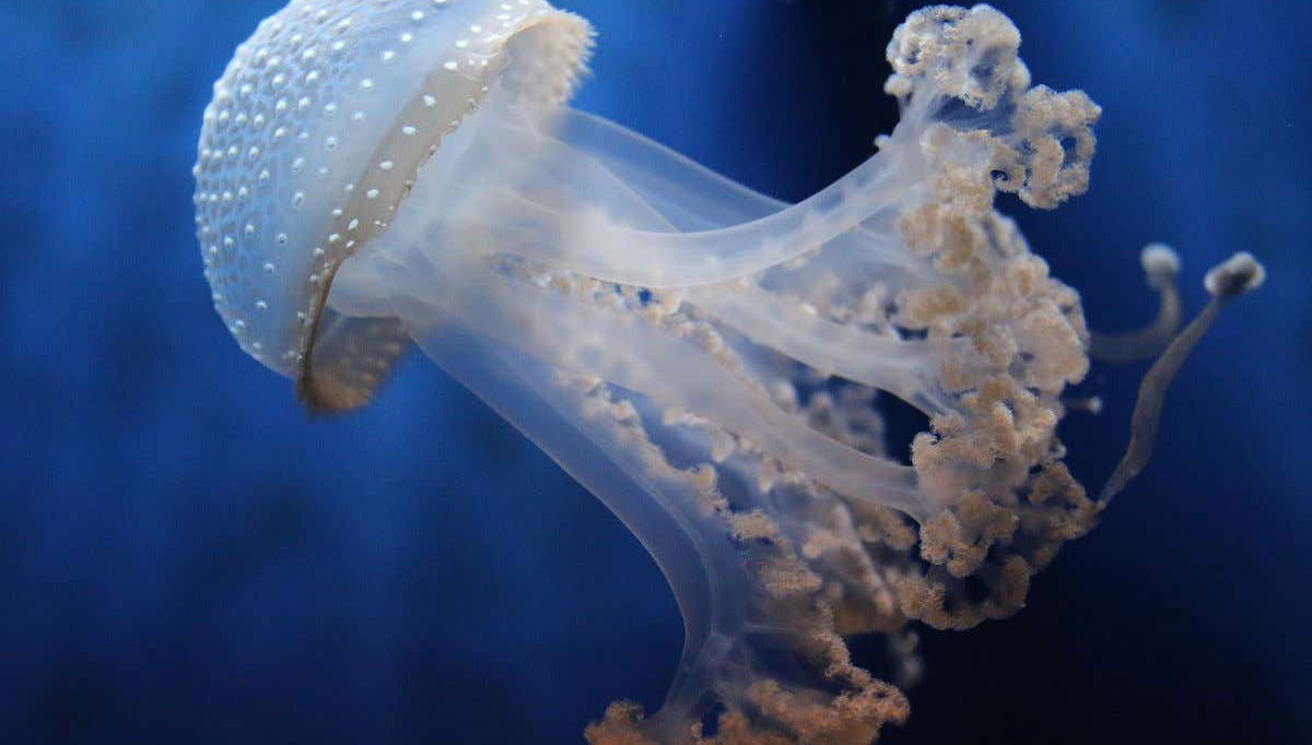 Biglietti per l'Acquario di Genova + giro in barca con avvistamento di cetacei - Foto 1