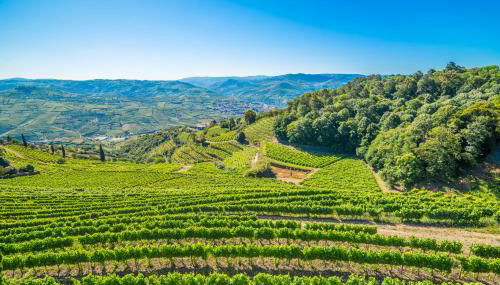 Quinta de Santa Júlia - Photo 5