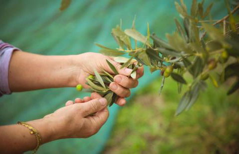 Bio Agriturismo Poggio Aione - Foto 74