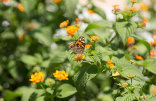 Nissos Suites - Foto 43