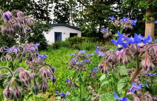 Meridiamus 2 - Ferienhäuschen in Boddennähe - Foto 1