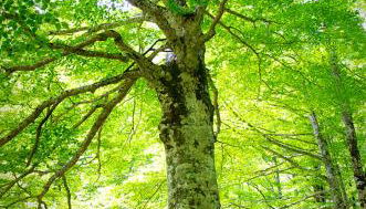 Apartamentos Casa Español - Foto 4