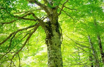 Apartamentos Casa Español - Foto 4