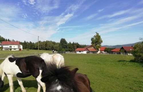 Ponyhof Adam Urlaub auf dem Bauernhof - Foto 43