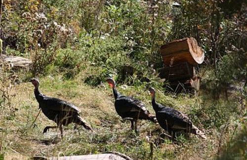 Cottage On The Stream Sundance, Utah - Foto 47