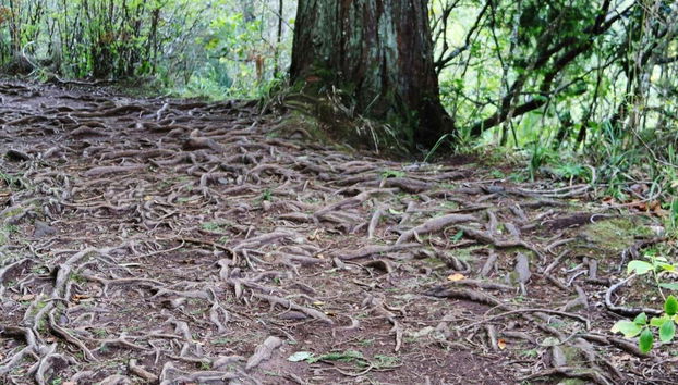 Forêts que vous traverserez après la visite