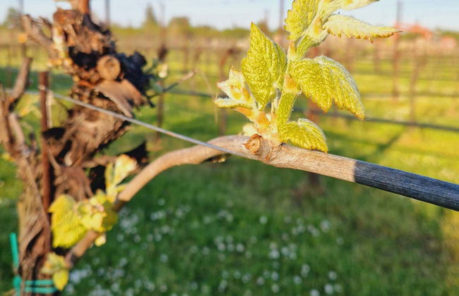 Visita a una bodega de vinagre balsámico - Foto 7