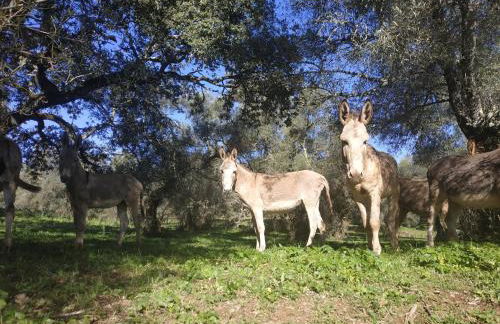 La Era de San Blas - Foto 45