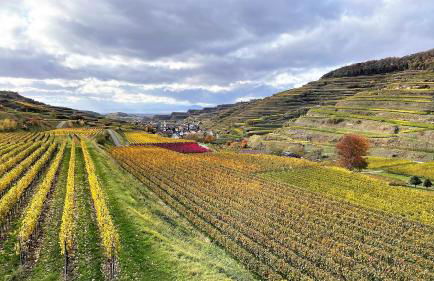 Weingut & Straußwirtschaft Vogel - Foto 72