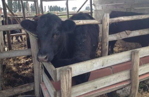 Podere Del Gesso - Foto 17