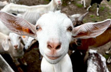 Farma Puchałowo - Foto 21