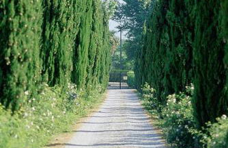Fattoria di Migliarino - Foto 26