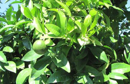 Palirria Hotel & Studios - Photo 43