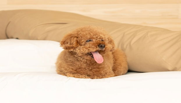 suterasupo-tu - Foto 4, Habitación