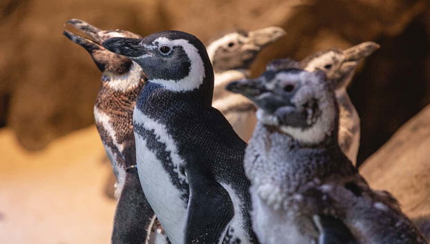Un grupo de pingüinos en el Oceanic Aquarium