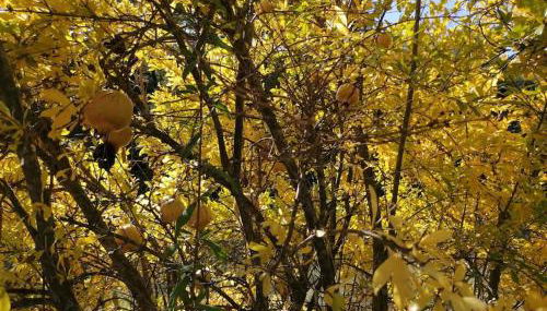 La Casirria - Foto 2