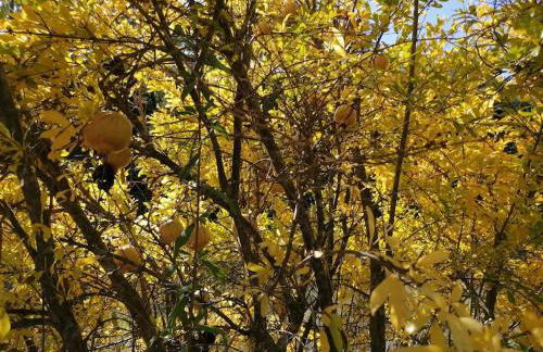 La Casirria - Foto 2