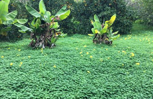 Dúplex de invitados en medio del bosque - Foto 23