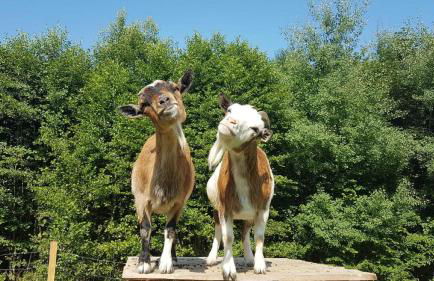 Ferienbauernhof Mehlbach - Foto 6