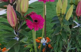 White Guest - Foto 31