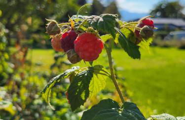 Ferienwohnungen Rodler - Photo 14