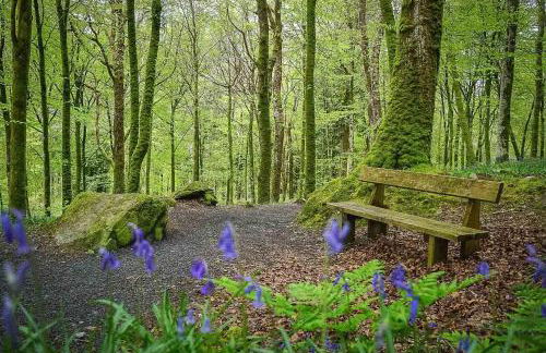 Maes-Y-Coed - Foto 21