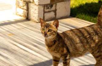 Erikousa Palace - Foto 57