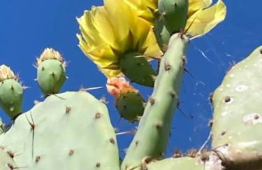 Dolce vita sur la colline de Turin - Foto 40