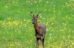 Thames Head Wharf - Historic Cotswold Cottage with Stunning Countryside Views - Foto 10