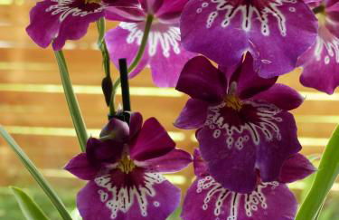 Ferienwohnung "Wales" im Cnauceltaidd - Foto 31