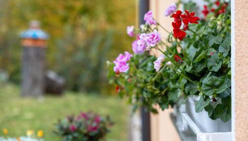 Pension Schmidt - Foto 2