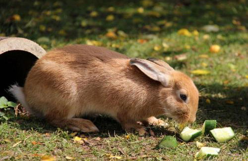 Ferienwohnungen Lindleshof - Foto 64