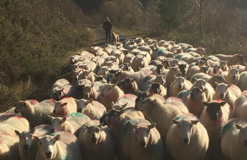 Cae'r Beili - Photo 43