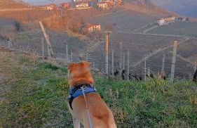 Beautiful private house among the Moscato vineyards - Foto 16