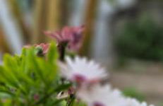 VM Cozy Home - Kokkari Center - Foto 6