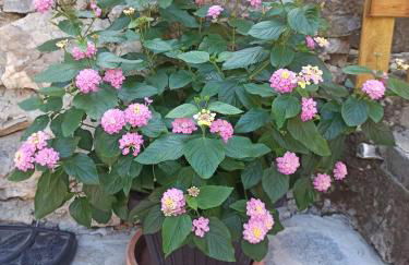 Casa Batty - Foto 15