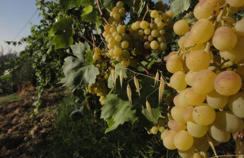 Agriturismo Casa Rosa - Foto 31