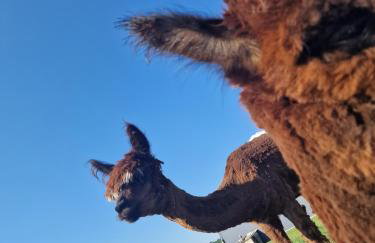 Agroturystyka Kaszuby Villagehome - Foto 67