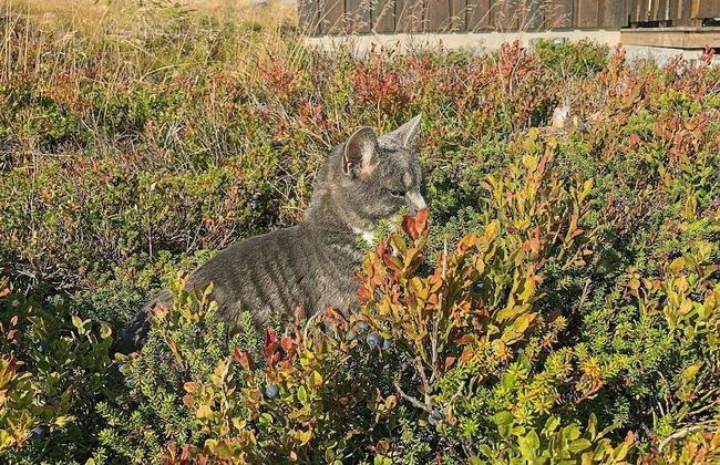 8 Person Holiday Home in Osen - Foto 26