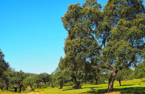 Coto Mina Concepcion - Foto 80